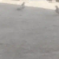 با سلام ادب به عشق بازای عزیز