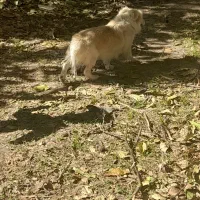 پا کوتاه نژاد دار|سگ|باروق, |دیوار