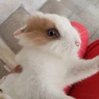 خرگوش|موش و خرگوش|نیشابور, بنیاد شهید|دیوار