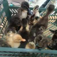 جوجه اردک محلی و طبیعی