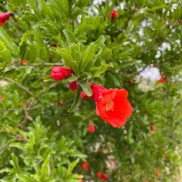 فروش باغ ۱۰۰۰ متری با موقعیت عالی|فروش زمین و ملک کلنگی|خوسف, |دیوار