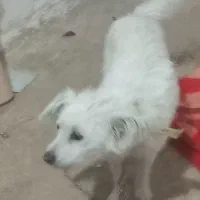 سگ خانگی فروشی