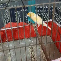 یک جفت قناری