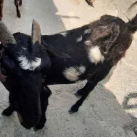 کهره ماده
