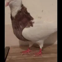 کبوتر نر طوق