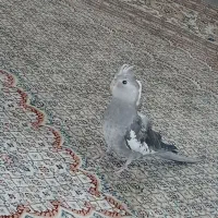 عروس هلندی جفت خورده مولد واقعی|پرنده|اسلامشهر, مظفریه|دیوار