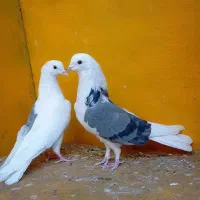 کبوتر پرشی ناب