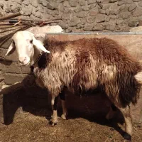 قوچ پلنگی|حیوانات مزرعه|صحنه, |دیوار