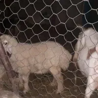 بره دوازده کیلو گوشت داره مخصوص داشت و کشتن