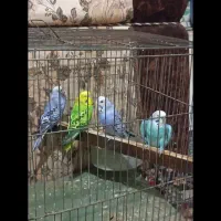 مرغ عشق انگلیسی|پرنده|کرمانشاه, |دیوار