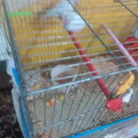 سلام یک جفت فنج کرم لایت|پرنده|شیراز, مسلم|دیوار