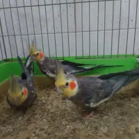 عروس هلندی|پرنده|قم, علی آباد|دیوار