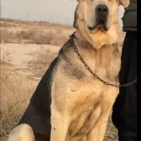 پژدر