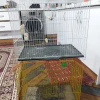 قفس پرنده|لوازم جانبی حیوانات|مشهد, بهارستان|دیوار