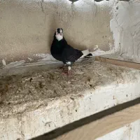 کفتر شازده سیاه نر پرشی