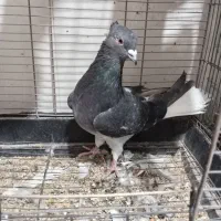 کفتر پرشی|پرنده|سبزوار, قلعهنو دهزار|دیوار