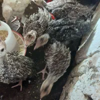 بوقلون|حیوانات مزرعه|مشهد, شهید بصیر|دیوار
