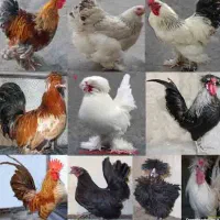 خرید و فروش انواع نیمچه و بالغ تزیینی