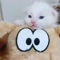 گربه پرشین نر و ماده