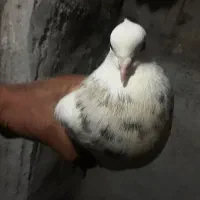 طوقی ماده خوش رنگ آماده جفت زدن