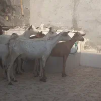 8عدد بز نقشی صلاله مخصوص داشت آبستن دوقلو زا|حیوانات مزرعه|بندرعباس, |دیوار