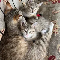 بچه گربه ماده