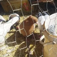 سینه و کله|پرنده|شیراز, برمشور علیا|دیوار