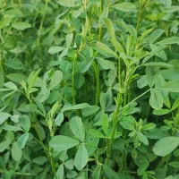 پرس یونجه|خدمات باغبانی و درختکاری|لردگان, |دیوار