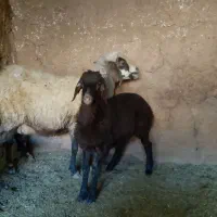 میش بره تعداد ۴راس چاق جوان