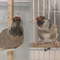 سهره ماده سیاسر