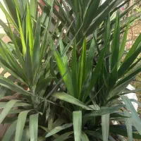 درختچه یوگا زیباوبلند