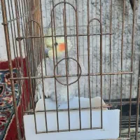 عروس هلندی