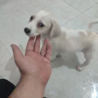نر اشپیتز دو ماهه