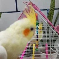 گمشده در پردیس