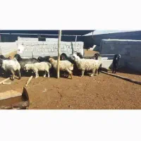 شیشک.بره.بز.میش