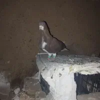 کبوتر|پرنده|حمیدیا, |دیوار