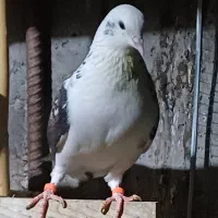 کبوتر ماده پرشی جنس دار