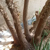 یوکا تنه دار ۵ شاخه بلندی ۳متر|گل و گیاه طبیعی|شیراز, شاپورجان|دیوار