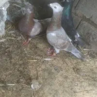 کبوتر گم شده
