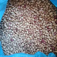 لوبیا چیتی