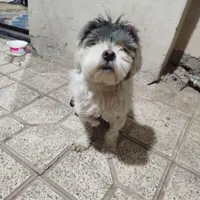 سگ پاکوتاه