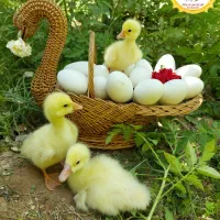 تخم مرغ زینتی تخم قوغاز