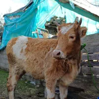 لیشه چالوسی سرشاخ میزان