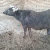 گاومیش باگوساله ماده