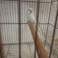 مرغ عشق زیبا|پرنده|رشت, شهریاران|دیوار