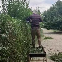 خدمات باغبانی وهرسکاری وخرید چوب