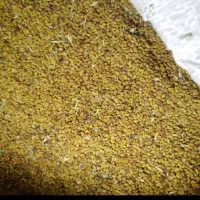 بذر یونجه درجه یک(۳۵کیلو گرم)