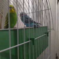 مرغ عشق همراه با قفس و وسایل