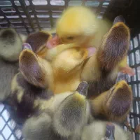 جوجه غاز اکراینی و لیندا و جوجه اردک