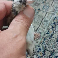 سهره جوجه نر ریزخون